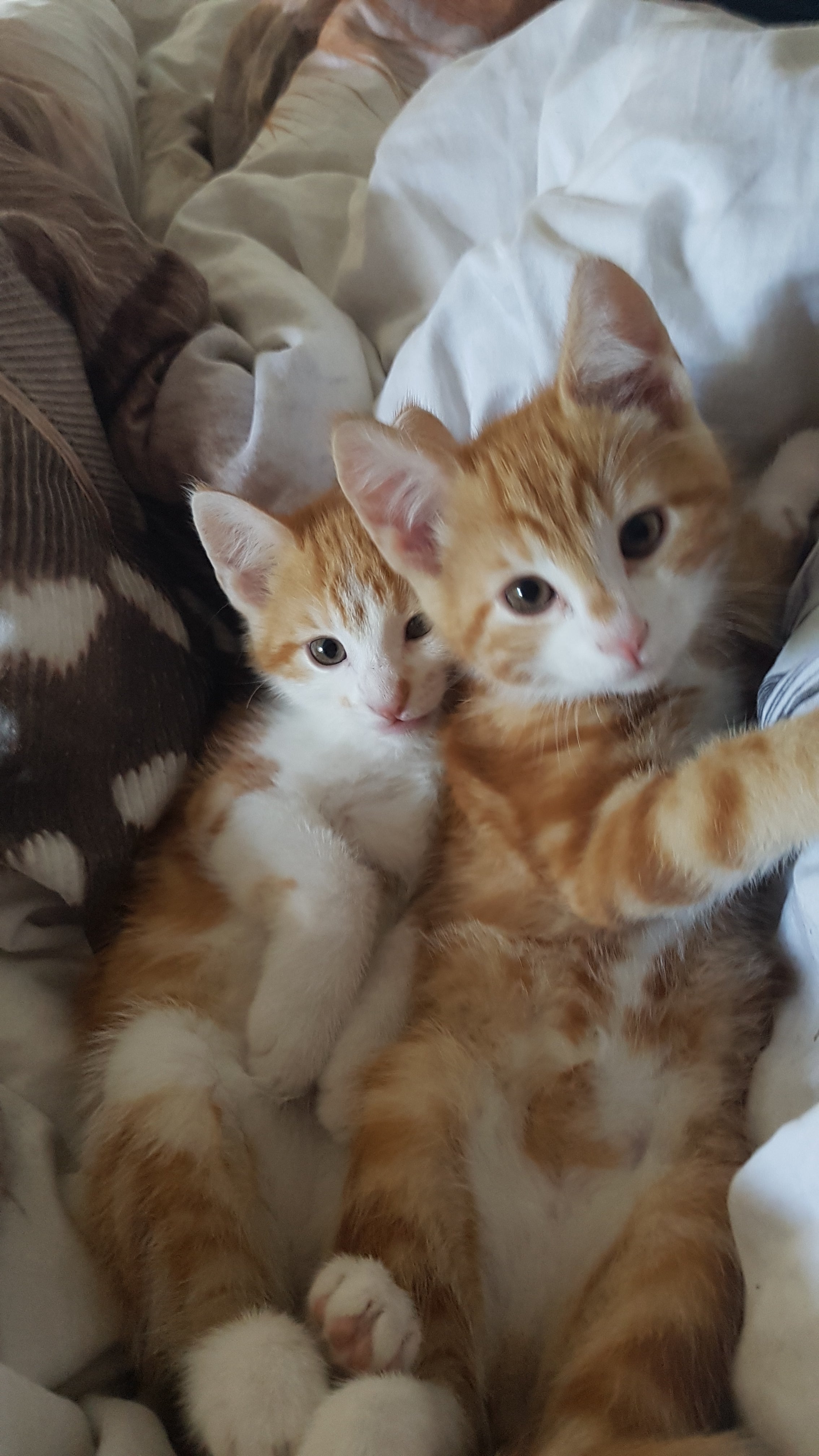 Gizmo en Ziggy als kleine kittens