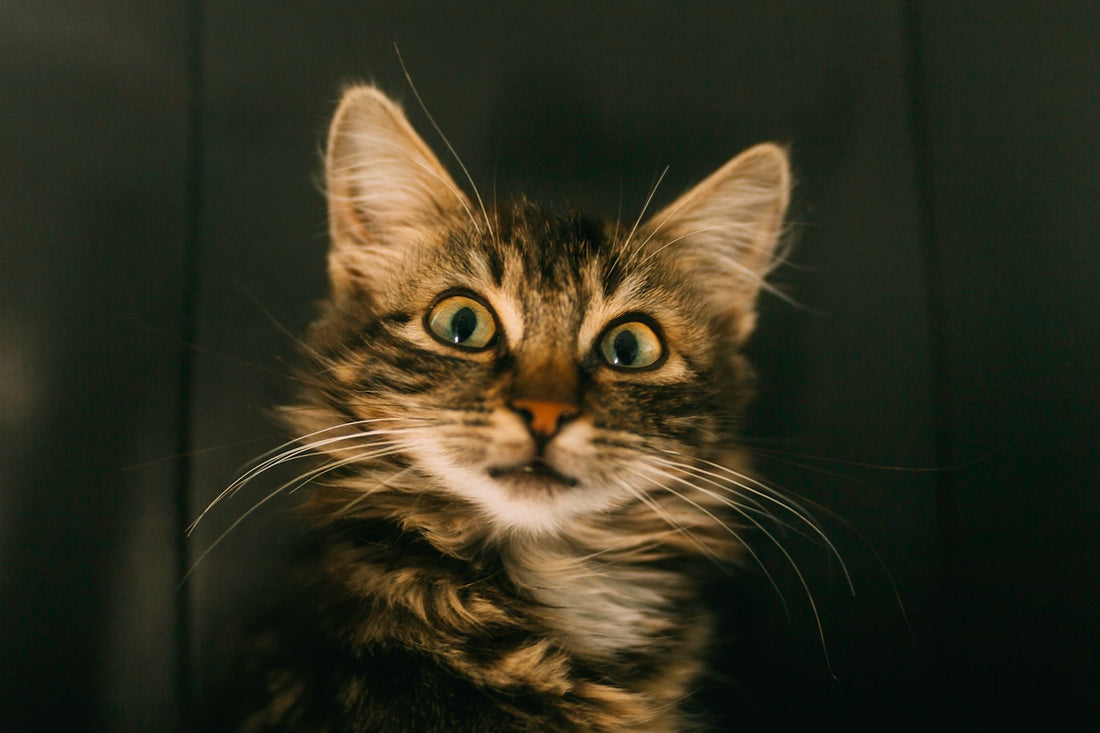 brown tabby cat in close up photography