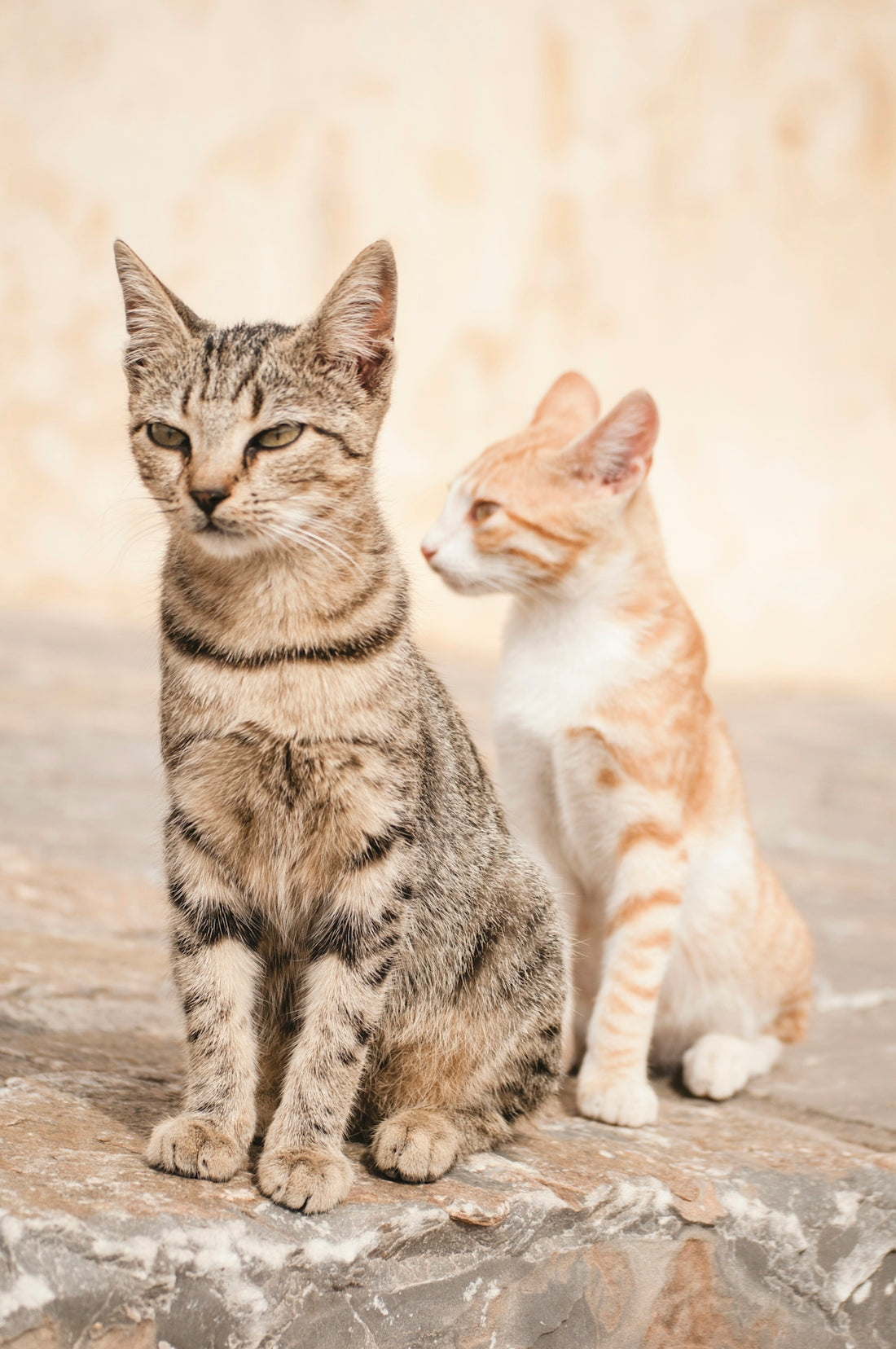 two cats on rock