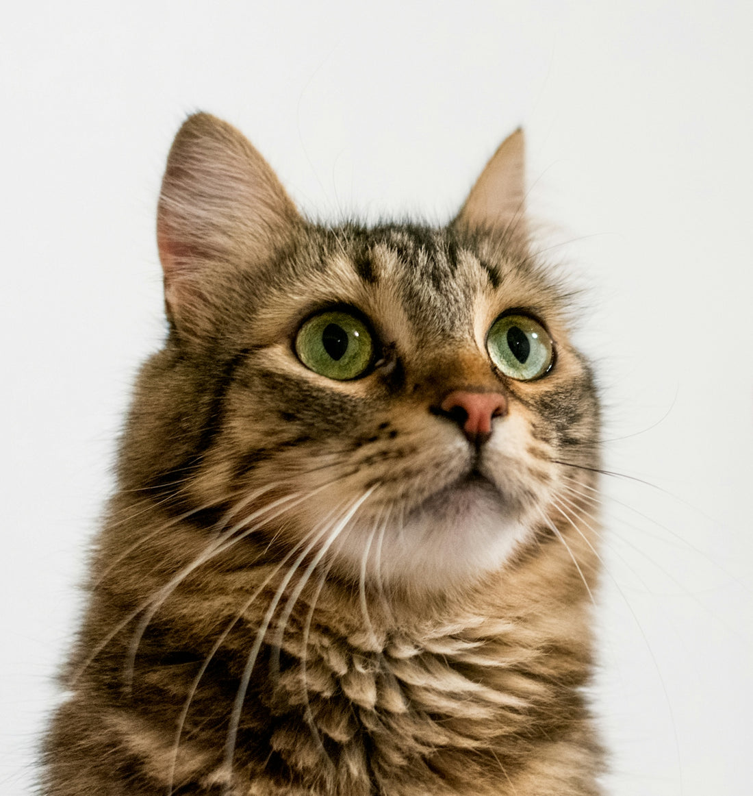 brown tabby cat in white background